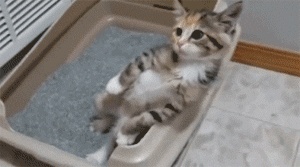 家中养猫的小伙伴，快来领取免费的猫屎咖啡