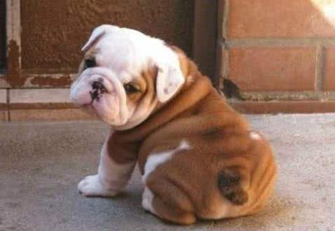 狗狗体内有寄生虫是怎么样的表现,狗狗体内寄生虫离开体内能活多久