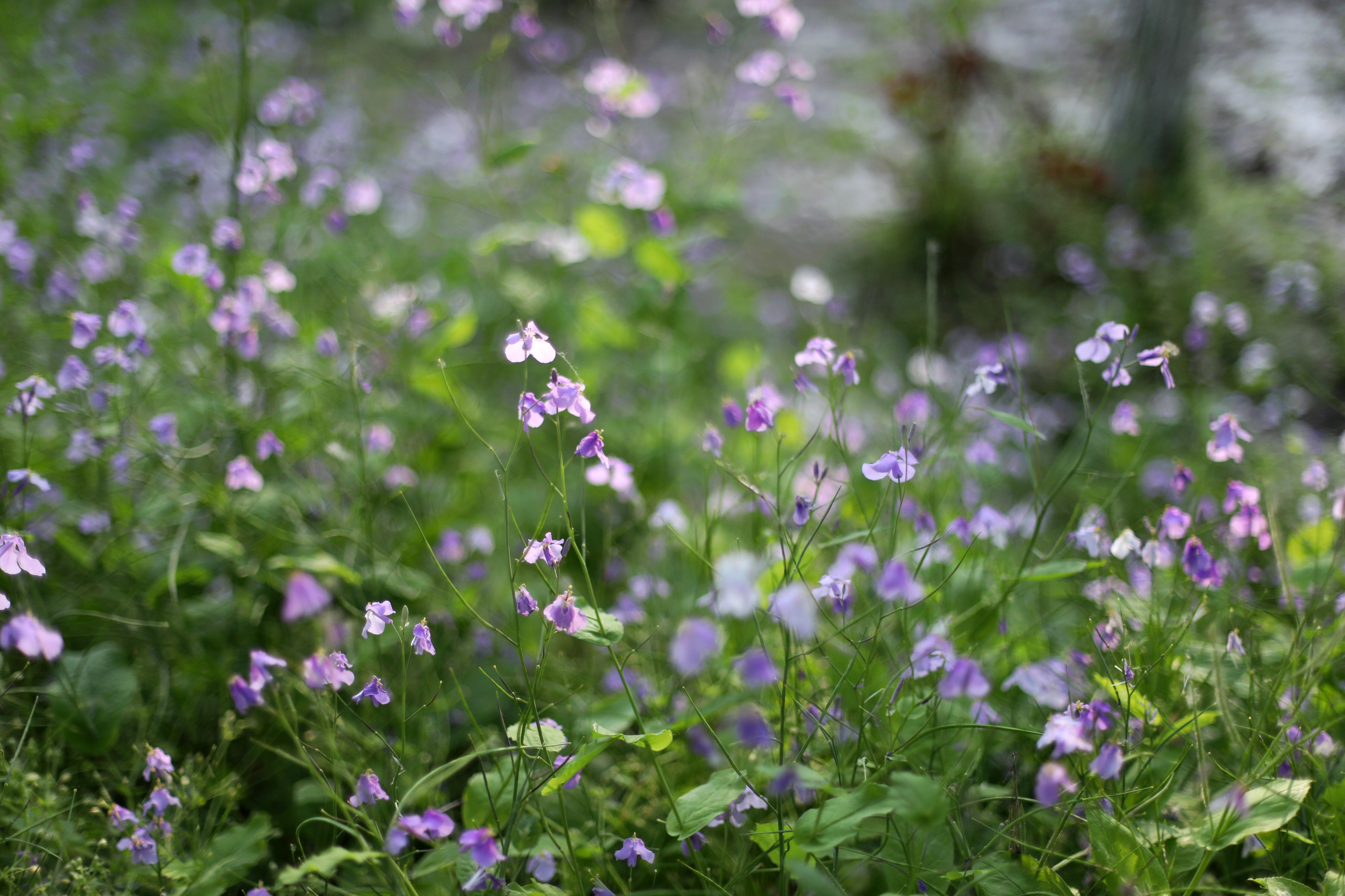 常熟沙家浜风景区游玩攻略简介,常熟沙家浜风景区游玩攻略