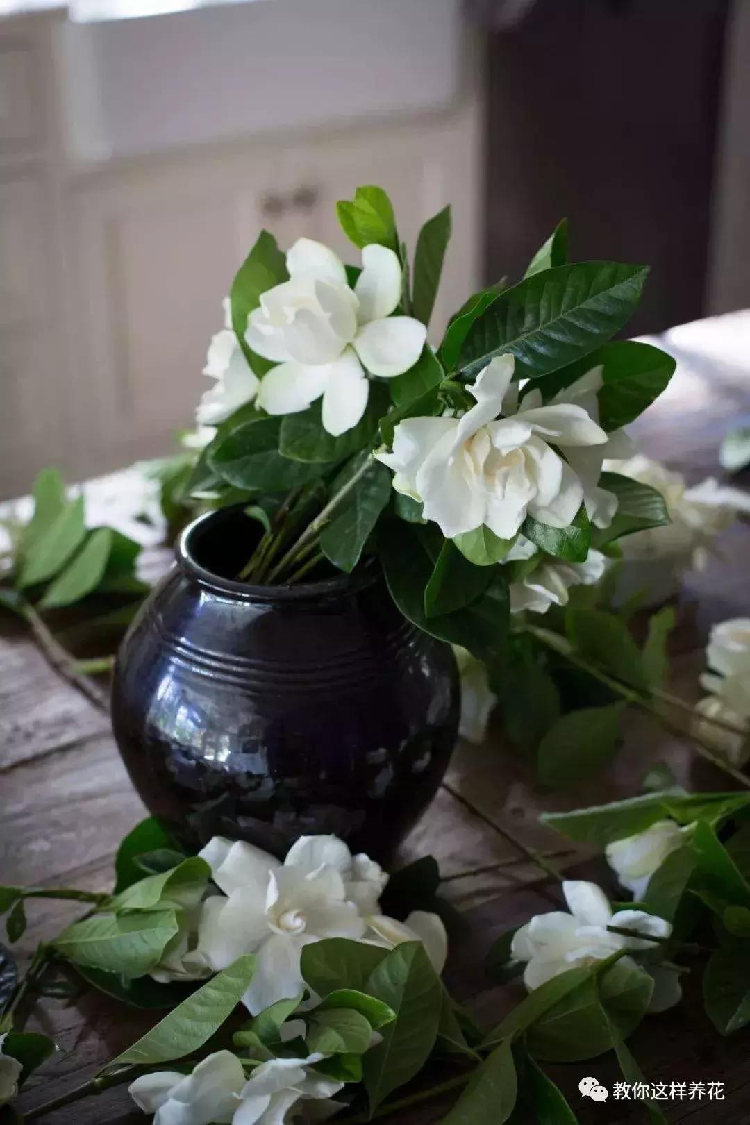 室内养什么花去味,什么花能净化空气除异味