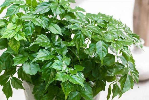 幸福树叶片发黄下垂是怎么回事,幸福树叶子干枯掉落怎么补救呢