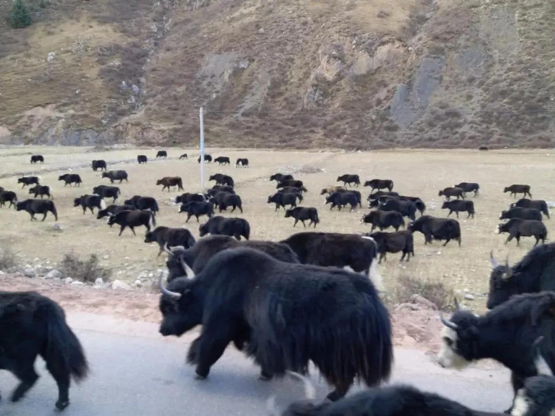 藏南地区老百姓的生活,藏南地区人民生活的现状