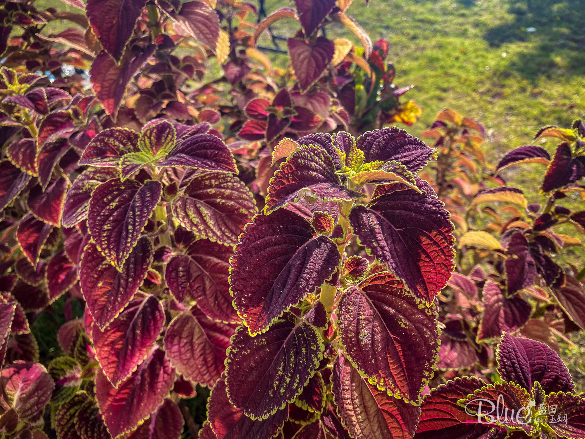 清迈环境好住宿便宜的地方,清迈最好的旅馆