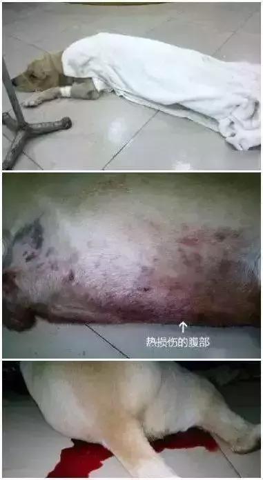 给金毛洗了澡还会掉毛吗,金毛洗完澡后晒干