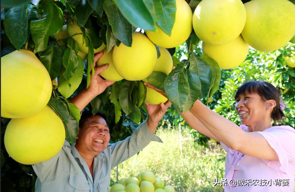 生石灰改良土壤的具体方法,撒石灰灭土壤病害