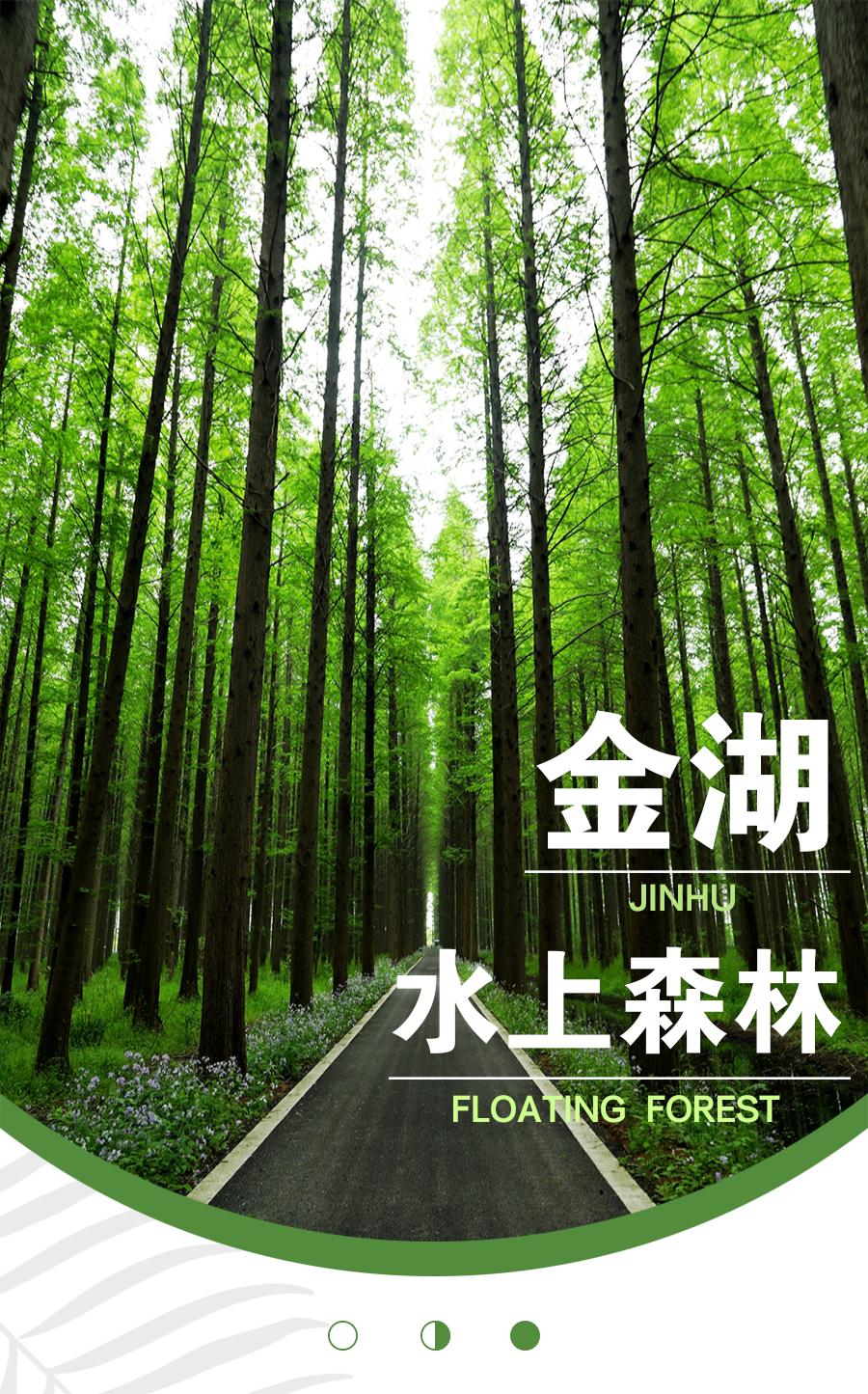 森氧之地，秋游必选！金湖万亩水上森林，真的别有趣味