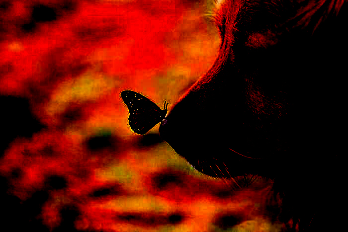 杀狗的人,杀狗者被警方带走