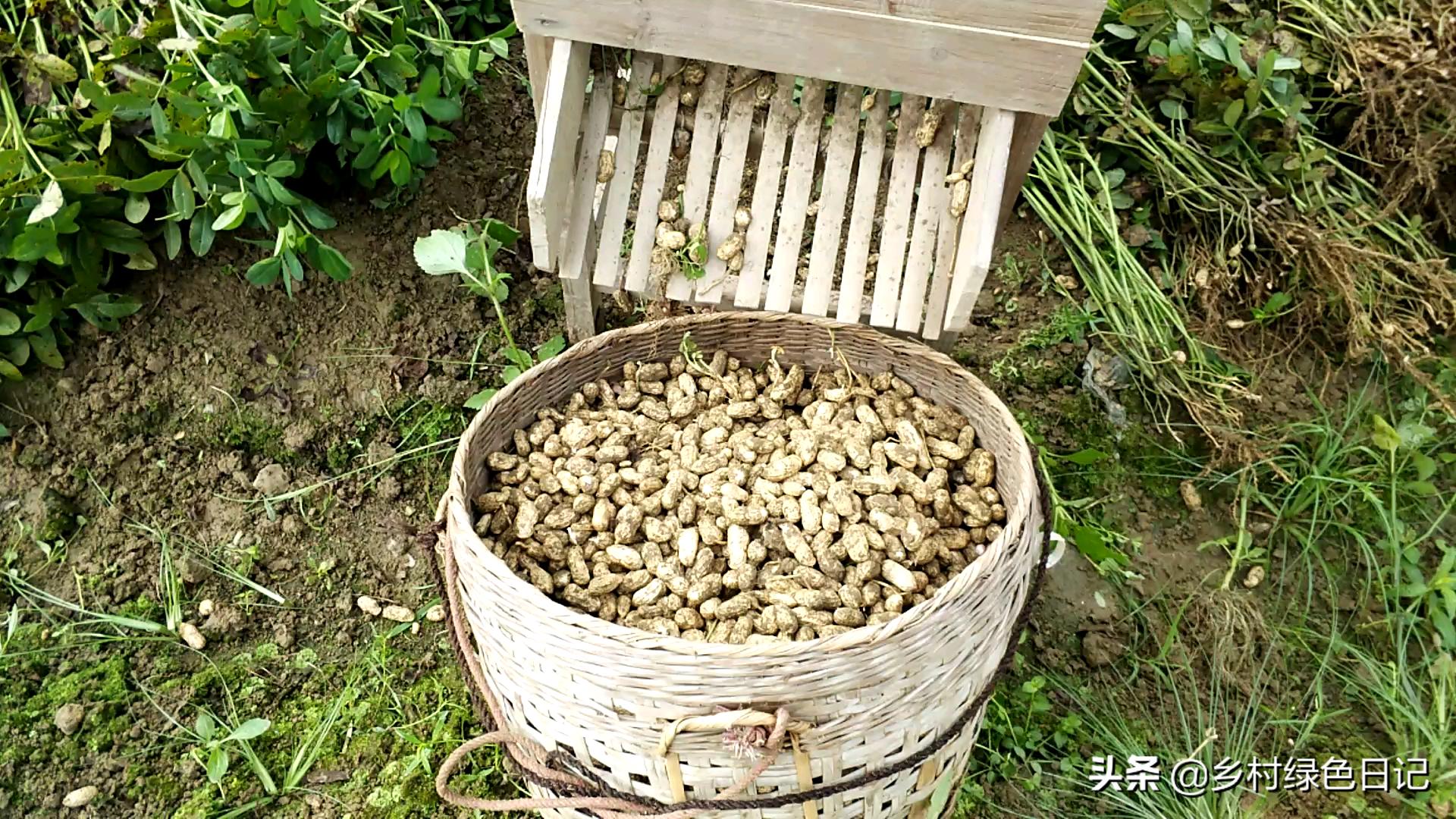 农民花生收获的季节,农民收获花生场景