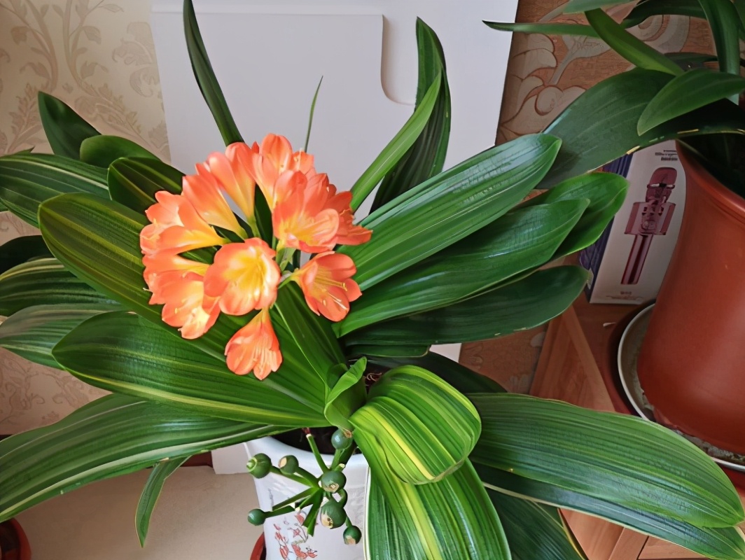 君子兰怎么养才不烂根长得好,君子兰正确养法你养对了吗