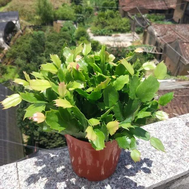 蟹爪兰花谢后上什么肥,蟹爪兰花谢后长出的新芽怎么办