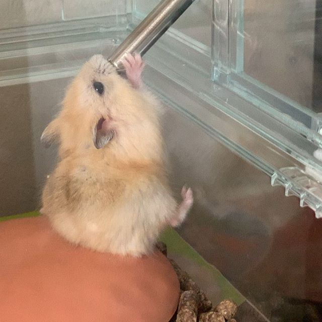 仓鼠不想脱水，吐着舌头向饲主求水喝，夏季预防仓鼠中暑请这样做