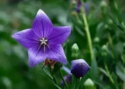 100种花的花语以及送花礼仪分享,100种花的名字和图片带花语