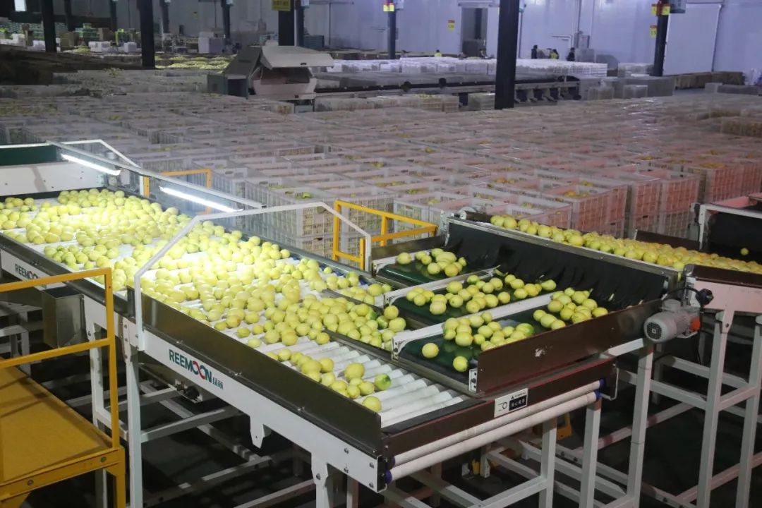 柠檬产业高质量发展的成功经验,潼南柠檬产业缘起