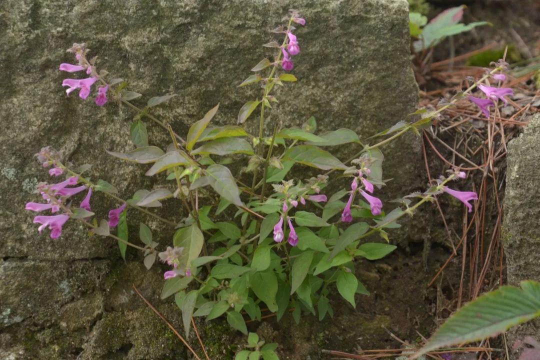 寄生植物科普知识 (有价值寄生植物有哪些)