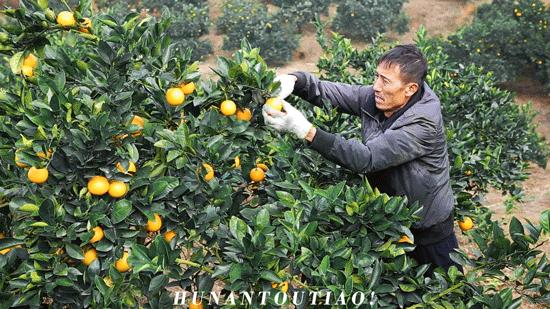 超爽福利暴击！高山神秘“金疙瘩”,甜蜜你的冬天