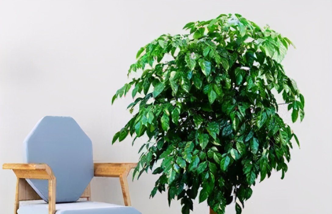 幸福树叶片发黄下垂是怎么回事,幸福树叶子干枯掉落怎么补救呢