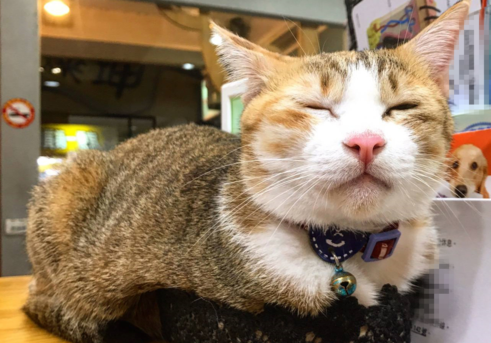 猫咪真怀孕或假怀孕,辟谣猫咪真的会记仇吗