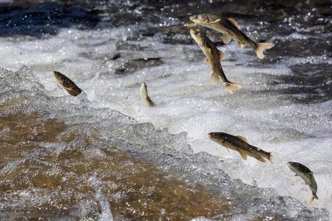 世界十大凶猛淡水鱼类,顶级淡水鱼类