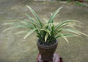 十大天价兰花价格,天价兰花品种及价格