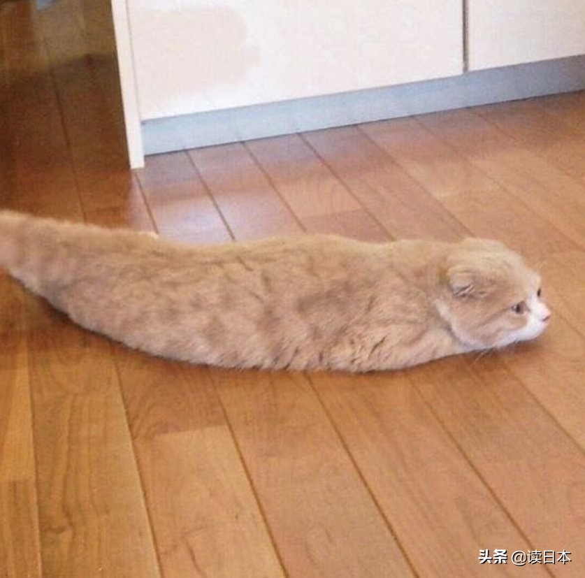 沙雕手办日本小哥,日本沙雕手办小哥