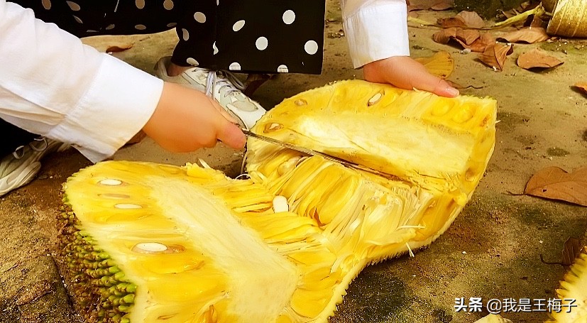 菠萝蜜正确剥法教程,菠萝蜜剥法技巧