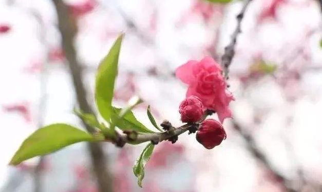 「诗词原创」邓寿康戊戌七言诗草