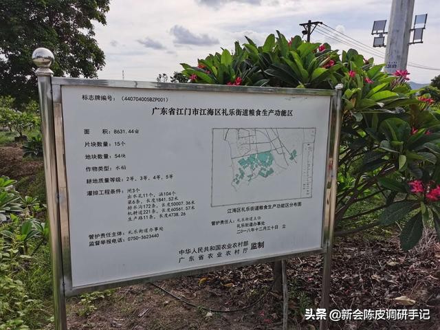 新会陈皮真实存在的核心产区,被人消灭的陈皮产业