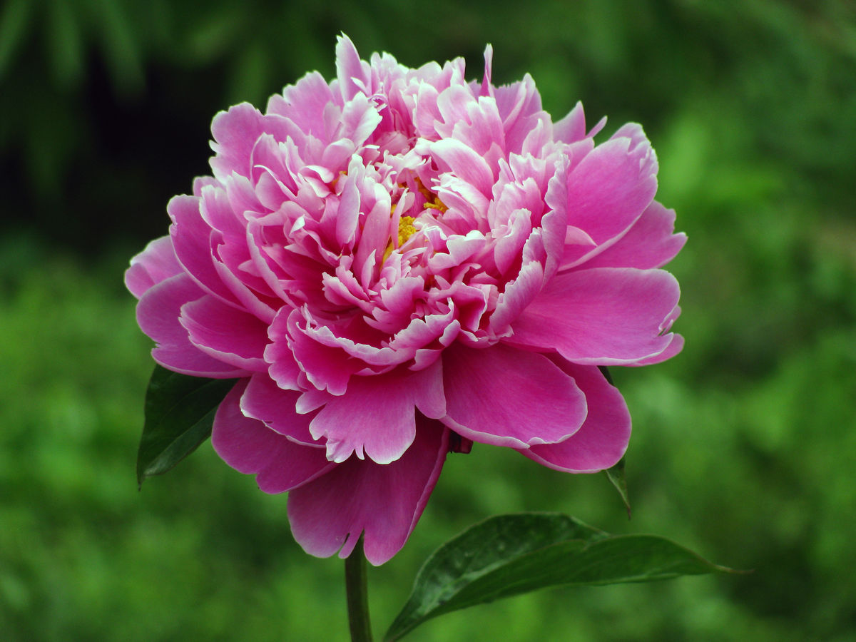 笠翁对韵中的精美词句,笠翁对韵的国学心得