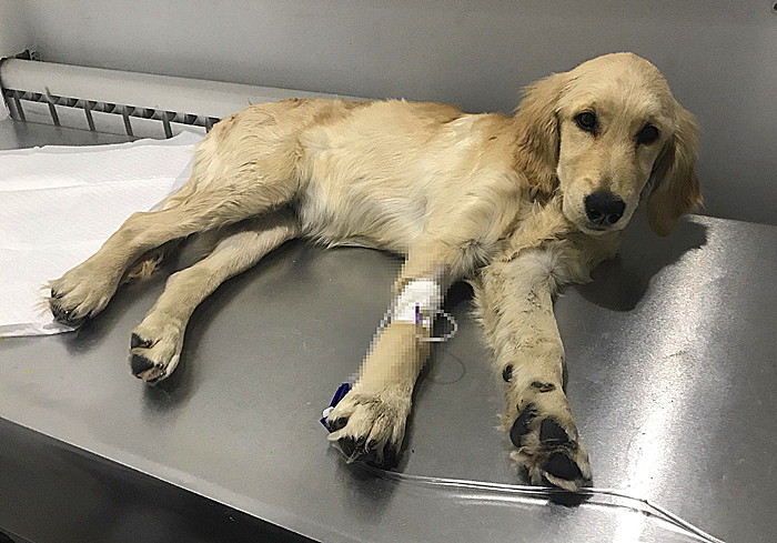 狗狗出现孕吐症状，应立刻带去检查，主人切勿忽视假孕的危害