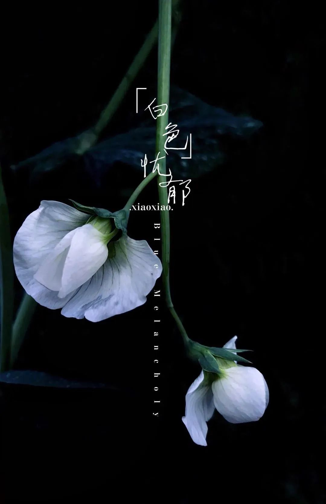 手机摄影拍摄最新热门作品,手机拍摄精彩作品