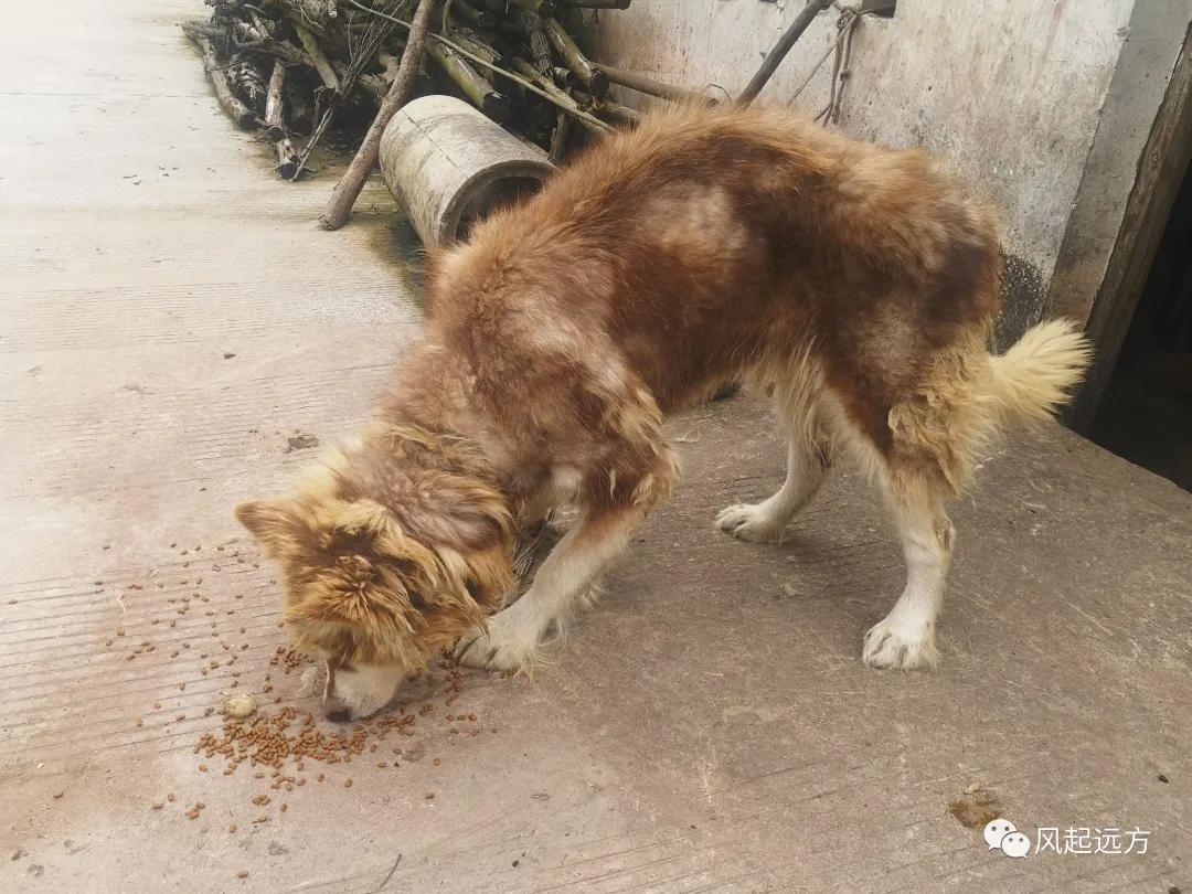 西流沱古镇游玩攻略,西行纪攻略