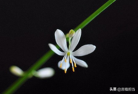 鍚婂叞妞嶇墿鐭ヨ瘑,鍚婂叞瑕佹兂鍏诲緱濂借繖浜涚煡璇嗗皯涓嶄簡