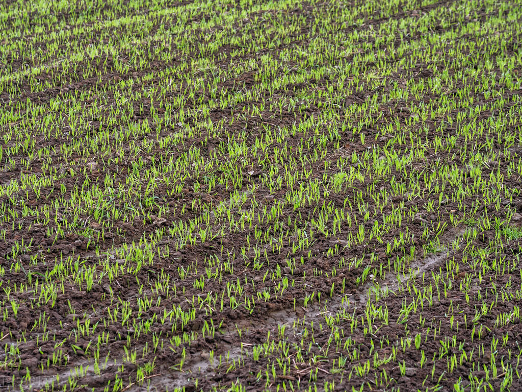 今年秋季庄稼雨水咋样,今年雨水多小麦播种还需要镇压吗