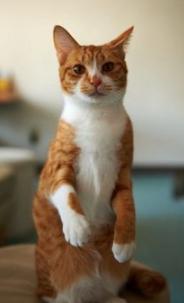 来看看你家猫在古代叫什么名字,古代猫咪花色名称大全