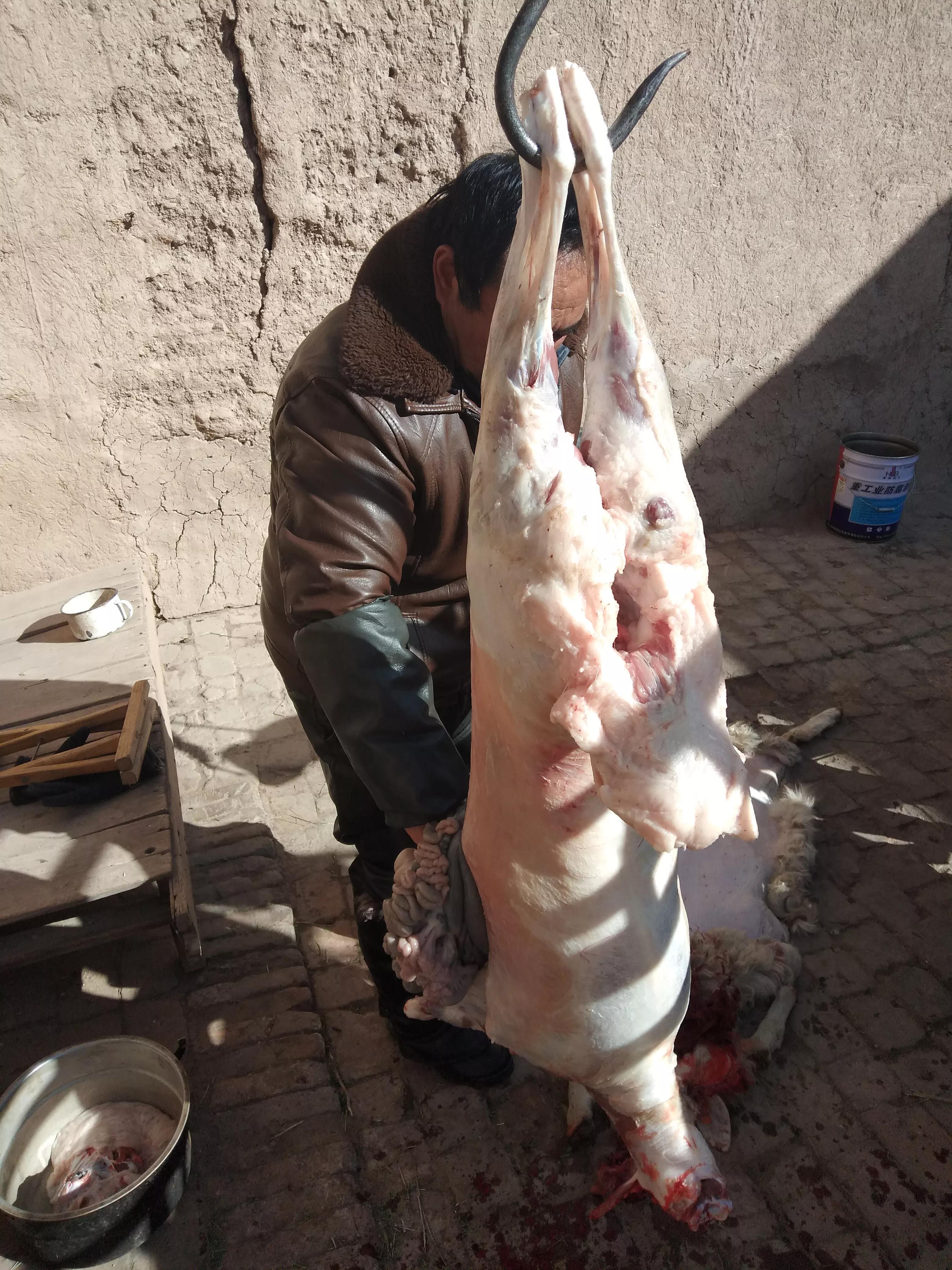 羊身上的一大块肥肉,羊身上的唯一一块活肉