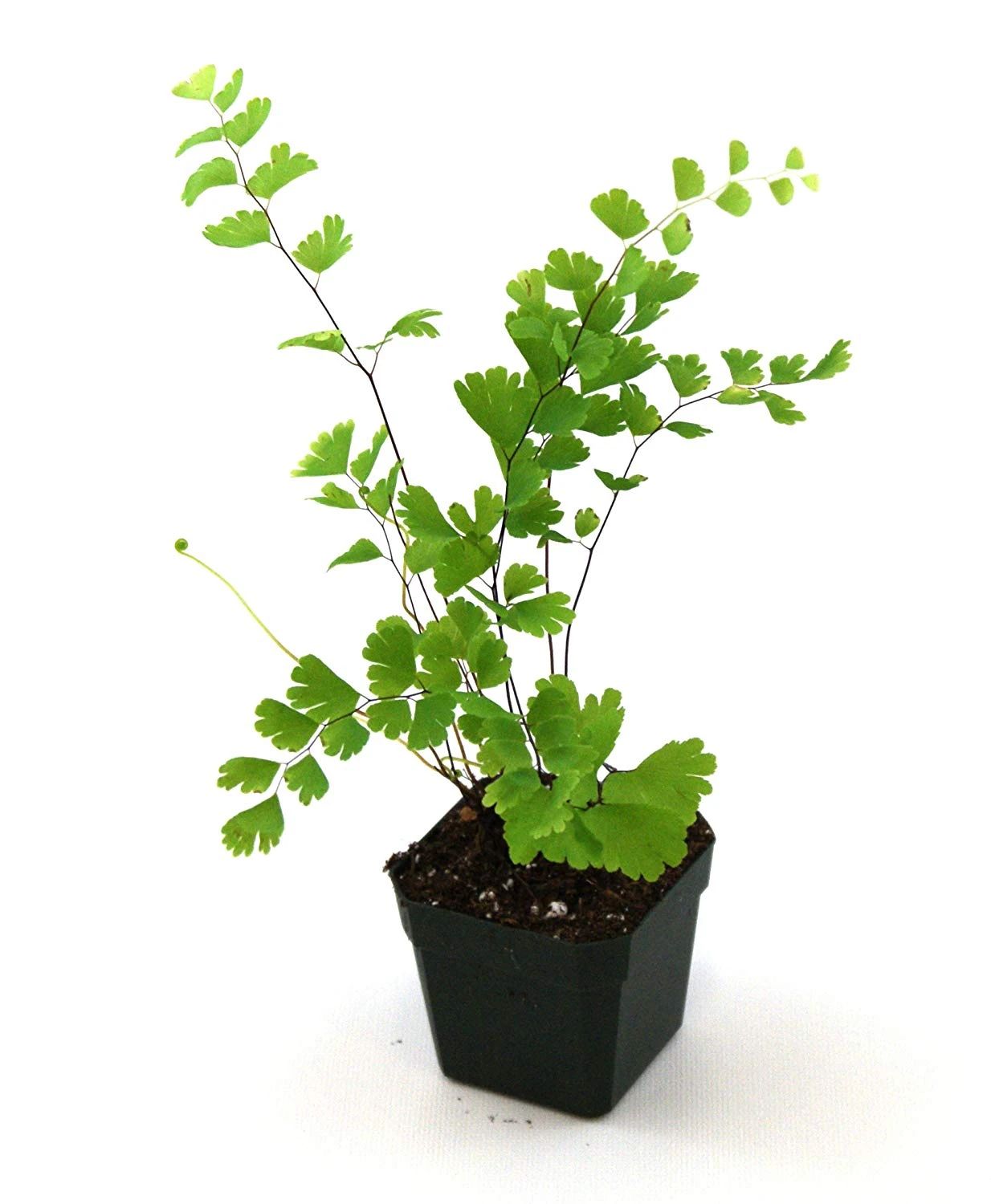 盆栽铁线蕨叶子容易发黄干枯,如何才能让叶子常年翠绿呢?