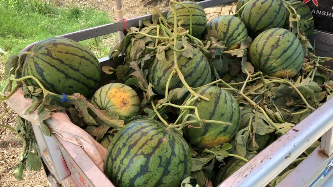 买西瓜的时候不要用手去拍,买西瓜认准这四点保证香甜多汁