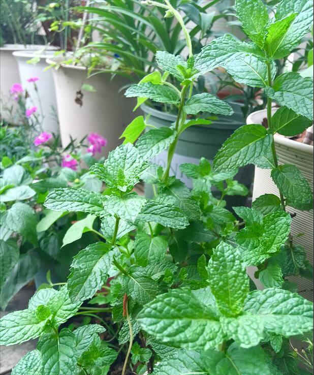 驱蚊抗寒最强的花卉,驱蚊最厉害的花盆栽