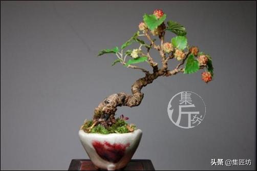 桑树下山盆景种植,桑树做盆景好吗