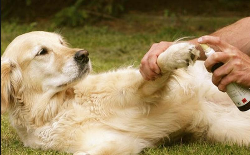 狗狗舔了自己的伤口怎么办,被狗狗舔到伤口超过24小时