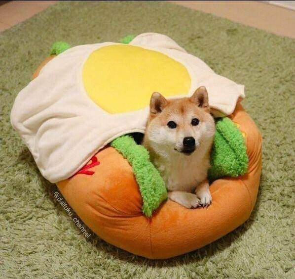 宠物囧图,宠物恶搞图