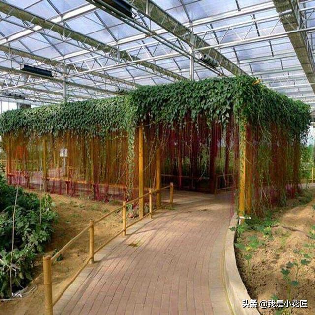 适合阳台种植的爬藤植物都有哪些,家庭阳台种什么爬藤植物比较好