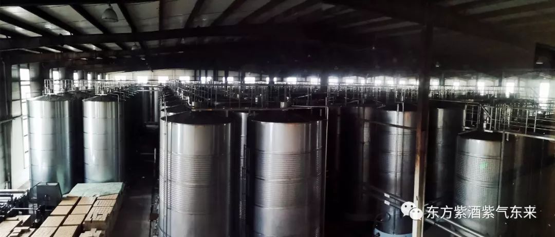 桑椹酒哪的产地最好最正宗,东方紫甜桑葚