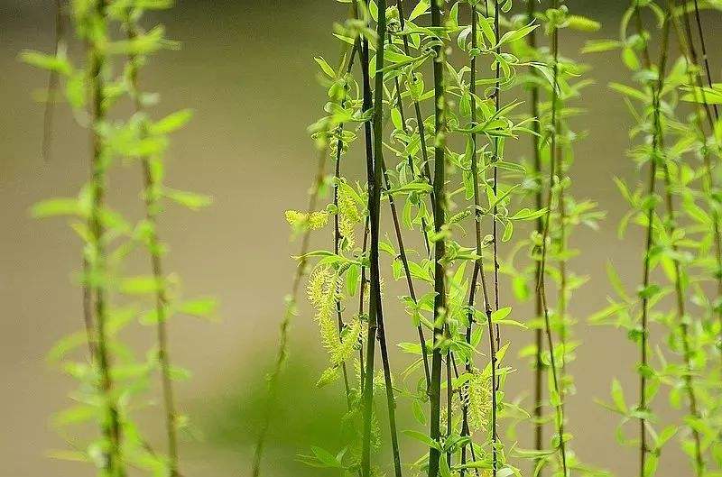 咏柳是曾巩写的还是贺知章写的,贺知章咏柳和曾巩咏柳的异同