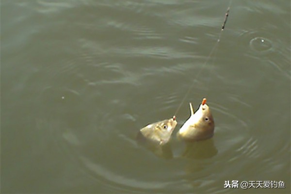 万能钓饵蚯蚓四季通用让你爆护,万能鱼饵蚯蚓的四种有趣用法