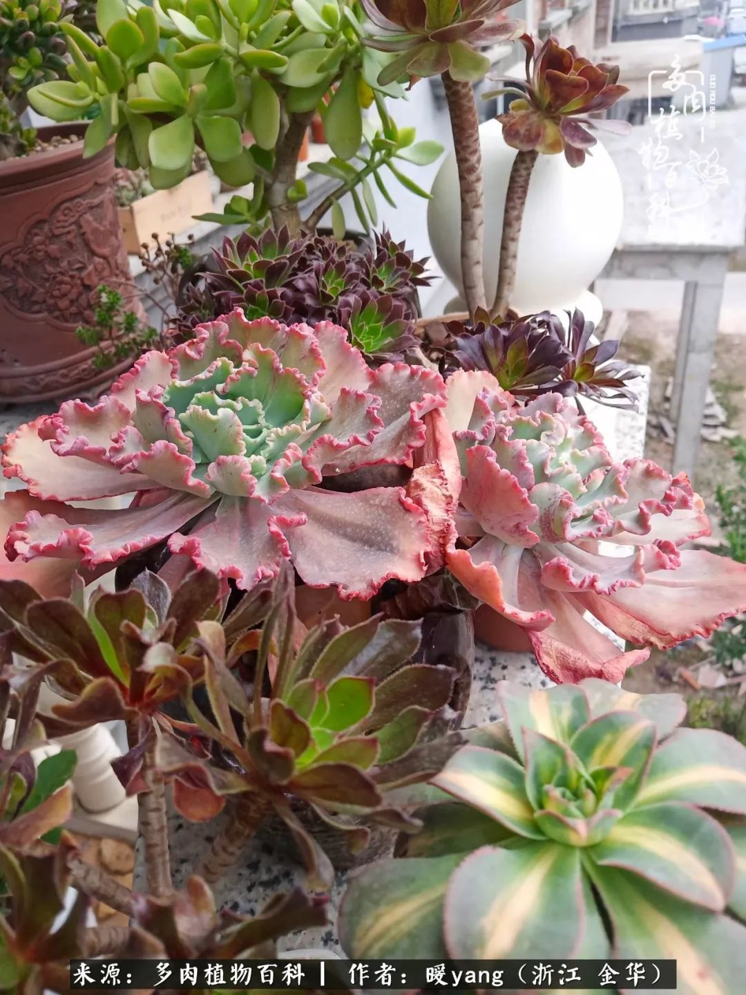 养多肉是业余的纯粹是爱好,每晚7点教您快速入门养多肉