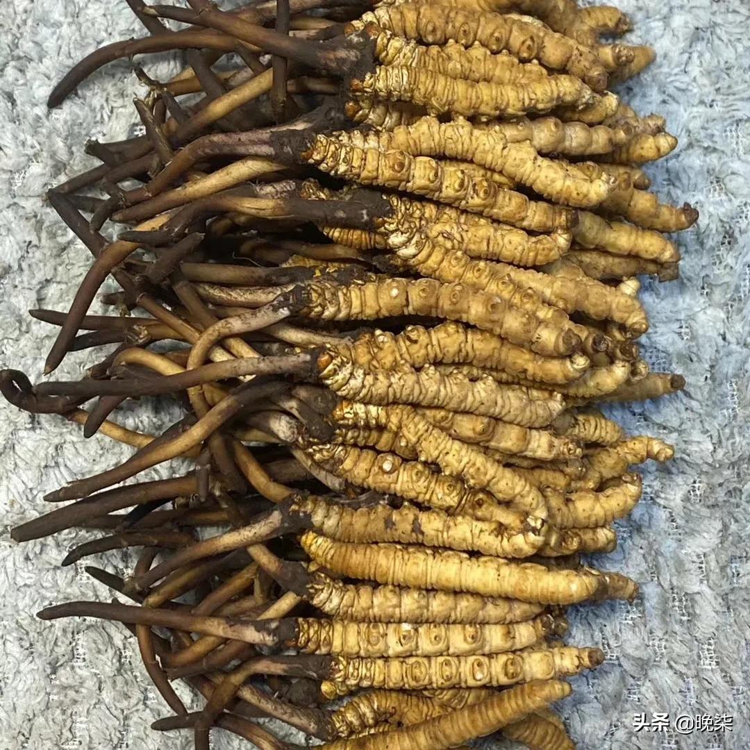 揭秘青藏高原挖虫草,探秘藏民挖虫草