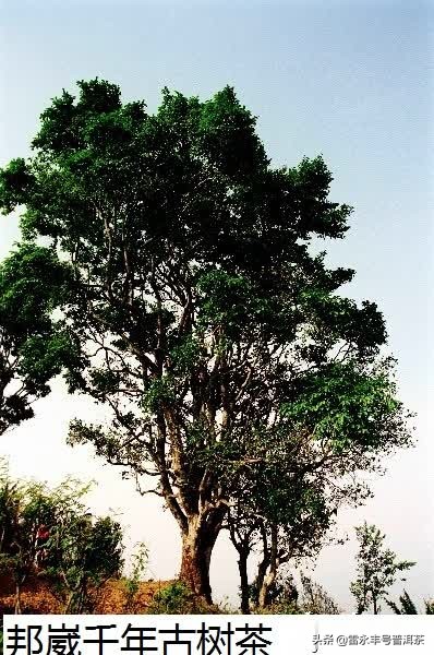普洱茶地图各山头知识大全,普洱茶入门你必须知道的18个名山