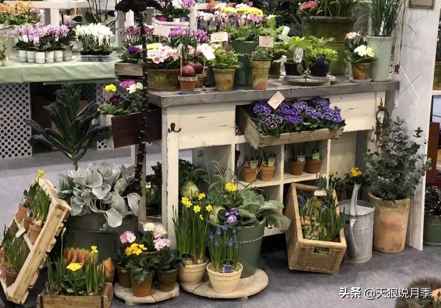 天狼月季优惠活动时间,天狼月季618活动