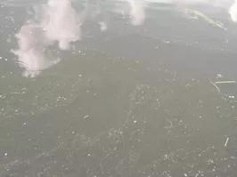 对虾黄鳃黑鳃是什么原因,对虾黄鳃防治